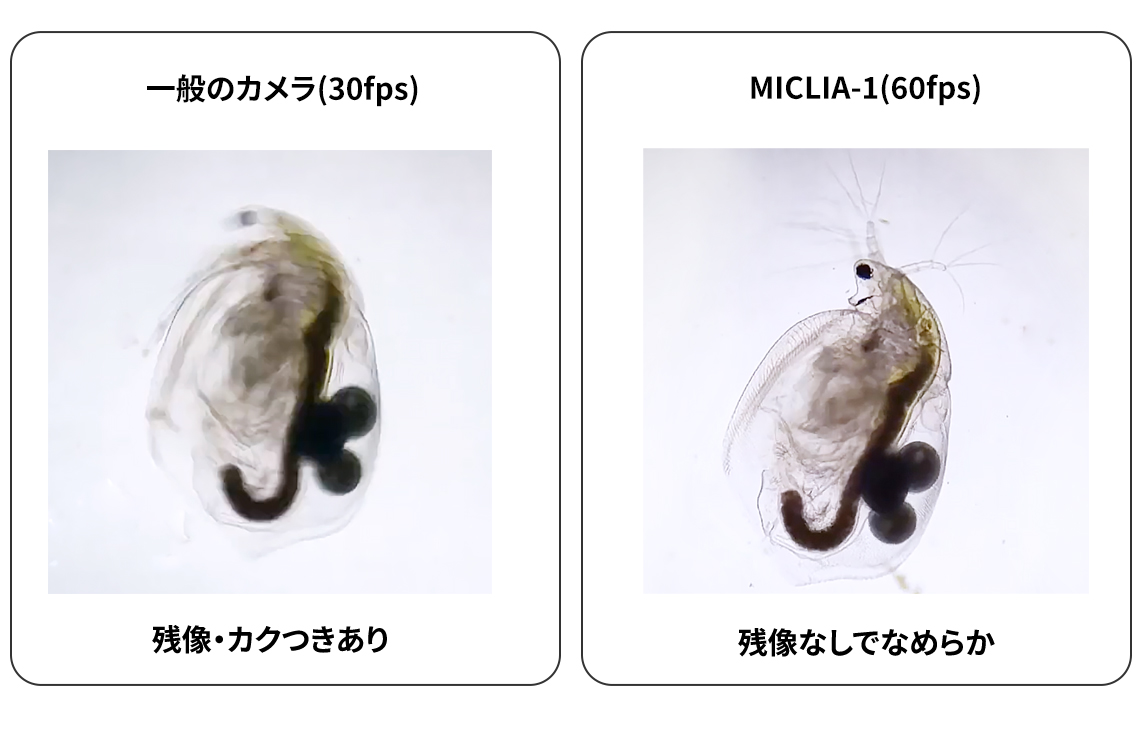 MICLIA-1